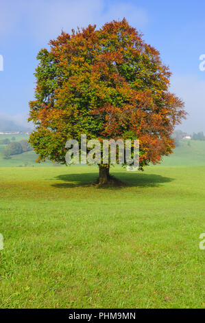 Single big Buche im Feld mit perfekter Baumkrone. Stockfoto