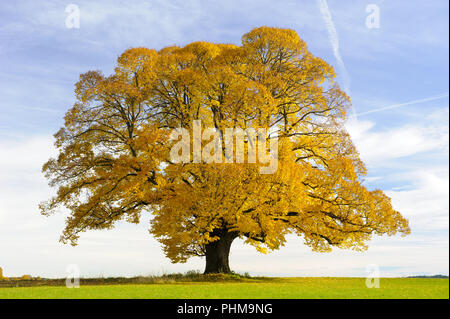 einzigen großen alten Linde im Herbst Stockfoto