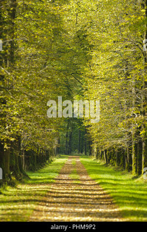 Avenue mit schönen Linden und Fußweg Stockfoto