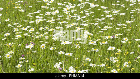 Wiese mit vielen Blumen und Platz für Ihren Text Stockfoto