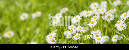 Wiese mit vielen Blumen und Platz für Ihren Text Stockfoto