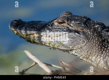 Krokodil im Wasser nach Nahrung suchen Stockfoto