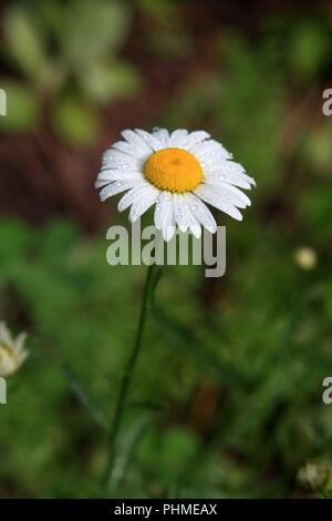 weiße Blume im Garten Stockfoto