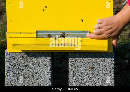 Weibliche Hand öffnen Bienenstock. Bienenstöcke in einem Bienenhaus. Stockfoto