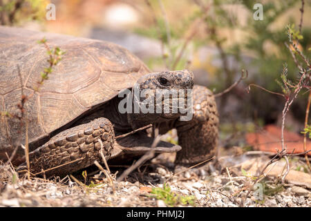 Florida Gopher Tortoise Gopherus polyphemus Stockfoto