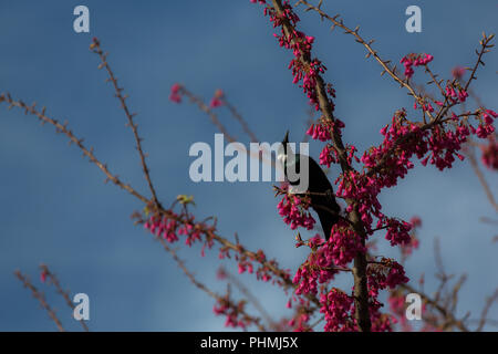 New Zealand Native Tui-Song Bird Stockfoto