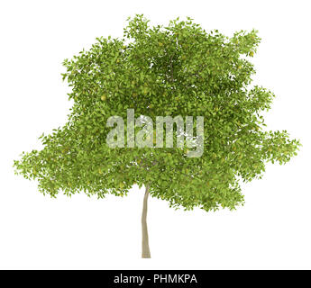 Pear Tree mit Birnen auf weißem Hintergrund Stockfoto