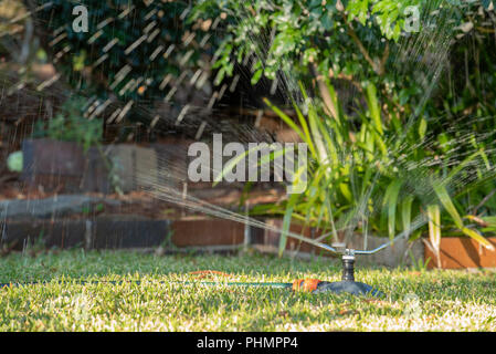 Ein Gartensprinkler sprüht Wasser auf einem St. Augustine (Palmetto) Rasen in einem Sydney Hinterhof in Australien Stockfoto