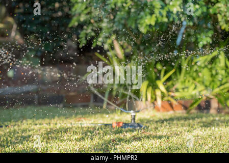 Ein Gartensprinkler sprüht Wasser auf einem St. Augustine (Palmetto) Rasen in einem Sydney Hinterhof in Australien Stockfoto