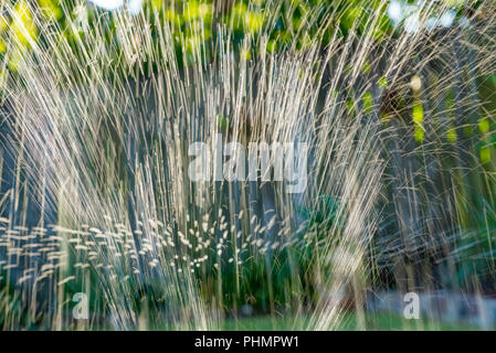 Wasser schießt in die Luft über einen Garten in einem Sydney Hinterhof Stockfoto