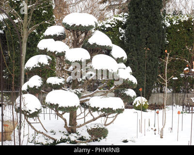 Chamaecyparis pisifera Boulevard, falsche Cypress Stockfoto