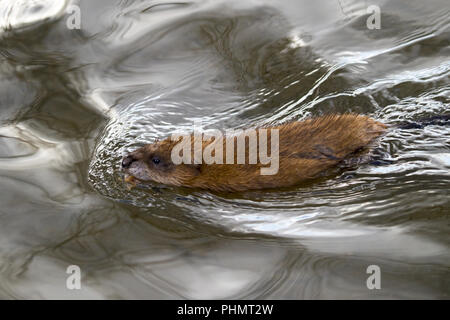 Ondatra zibethica Musquash'' Stockfoto