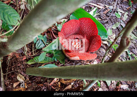 Rafflesia ist einer der grössten Blüten der Welt. Insel Borneo, Indonesien. Stockfoto