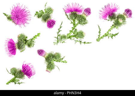 Mariendistel Blume auf weißem Hintergrund mit Kopie Platz für Ihren Text isoliert. Ansicht von oben. Flach Muster. Stockfoto