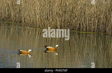 Ruddy brandgänse Tadorna ferruginea'' Stockfoto