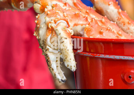 Lecker gedämpft King Crab Legs bereit, in Alaska zu essen Stockfoto