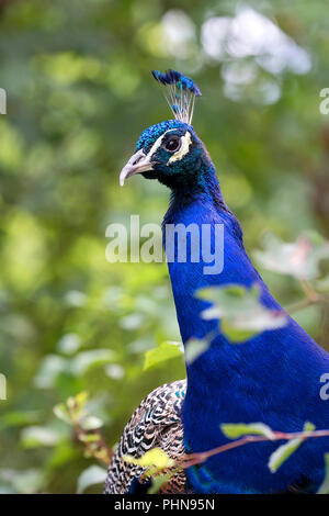 Pfau in freier Wildbahn, ein Porträt Stockfoto