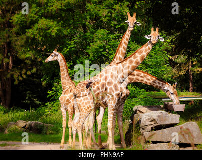 Vier Giraffen positioniert wie ein Fächer Stockfoto