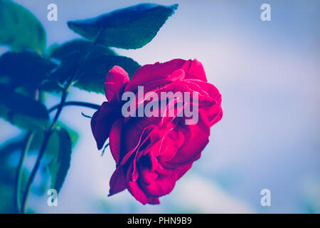 Romantische rote Rose auf blauem Hintergrund Stockfoto