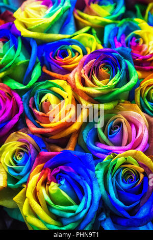 Regenbogen farbigen Rosen Stockfoto