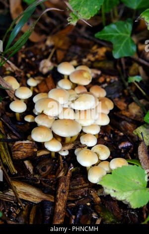 Hallimasch Armillaria mellea Stockfoto