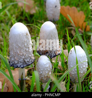 Shaggy ink Coprinus comatus Caps, Stockfoto