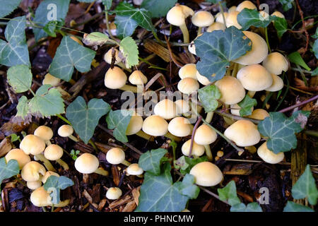 Hallimasch Armillaria mellea Stockfoto