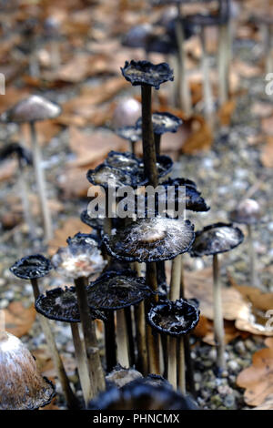Shaggy ink Kappen Stockfoto