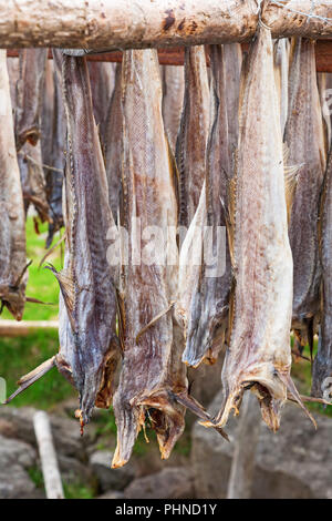 Stockfisch Trocknen im Freien auf einem Rack Stockfoto