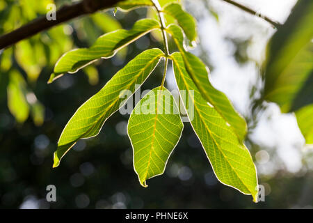 Schöne saubere neue Nussbaum Blätter im Frühling, dichte Vegetation im Garten oder Walnut Grove Stockfoto