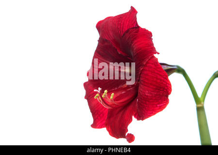 Rote Amaryllis isoliert auf weißem Hintergrund Stockfoto