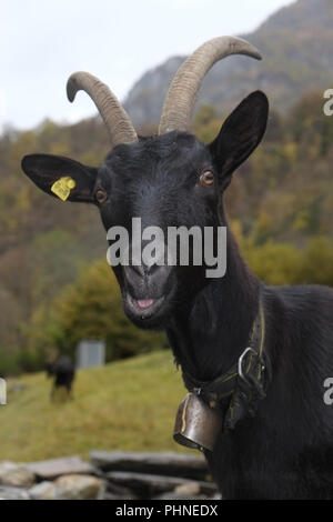 Schwarze Ziege mit langen Hörner Stockfoto
