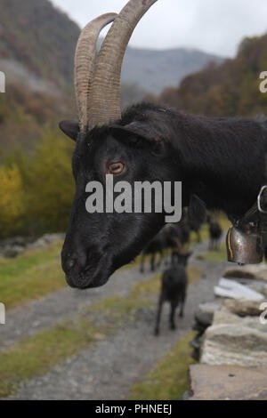 Schwarze Ziege mit langen Hörner Stockfoto