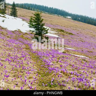 Lila Krokusse Blumen auf Spring Mountain Stockfoto