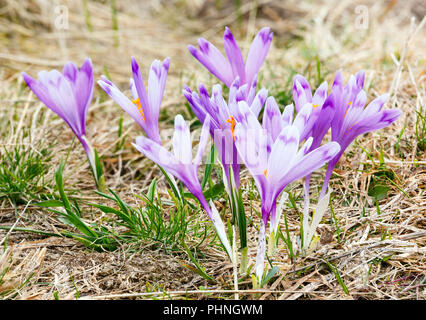 Lila Krokusse Blumen auf Spring Mountain Stockfoto