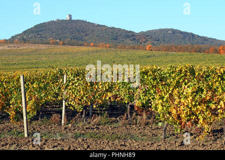 Weinberg im Herbst Landschaft Vrsac Serbien Stockfoto