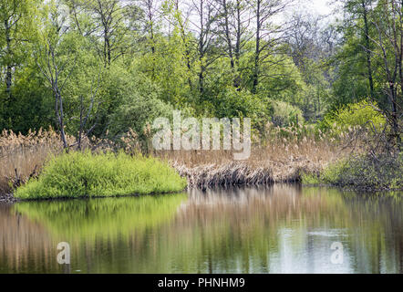 Moor See, Schwenninger Moos Stockfoto