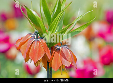 Lily Kaiserkrone Fritillaria imperialis Stockfoto