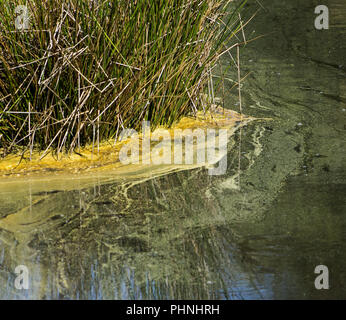 Pollen im Moorsee, Schwenninger Moos Stockfoto