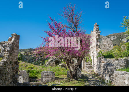 Lila Baum unter den Ruinen von Stari Bar Stockfoto