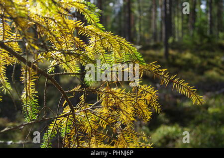 Der Herbst bringt schönen Farben der Wälder in Schweden Stockfoto