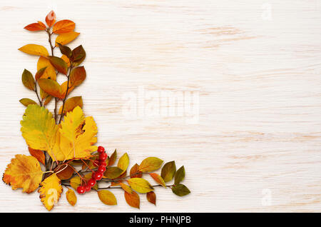 Bunte Blätter und Beeren in einer Ecke Anordnung auf weiß lackierten Holz- Hintergrund. Flach. Ansicht von oben. Stockfoto