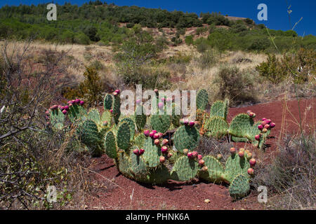 Cactus, ein indisches Bild Opuntia, wächst an ruffes, rot gefärbt Permischen Ablagerungen in der Nähe von Salagou See im Süden Frankreichs Stockfoto