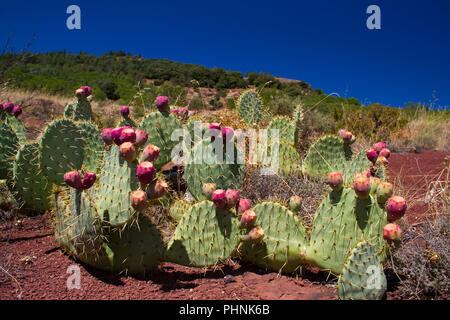 Cactus, ein indisches Bild Opuntia, wächst an ruffes, rot gefärbt Permischen Ablagerungen in der Nähe von Salagou See im Süden Frankreichs Stockfoto