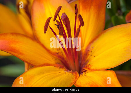 Orange leuchtende Lilie Blume mit roten Staubgefäße Nahaufnahme Stockfoto