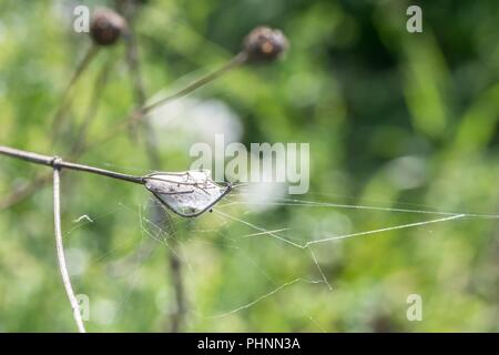 Web von einer Raupe auf einem Grashalm Stockfoto