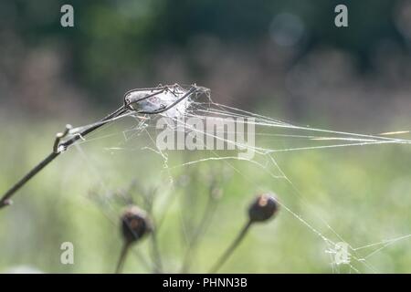 Web von einer Raupe auf einem Grashalm Stockfoto