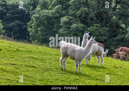 Culzean Castle, Ayrshire, Schottland, Großbritannien Stockfoto