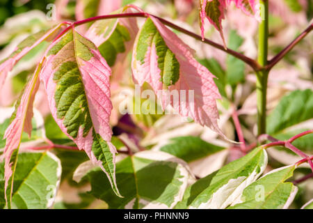 Acer freemanii x 'Flamingo' bunte Blätter, Großbritannien. Stockfoto
