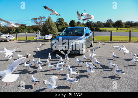 Adelaide, Australien. 2. Sep 2018. Eine Herde von Möwen versammeln sich um ein Auto in eine Szene aus einem Alfred Hitchcocks Film "Die Vögel" auf einem sonnigen Frühling Nachmittag in Adelaide Credit: Amer ghazzal/Alamy leben Nachrichten Stockfoto